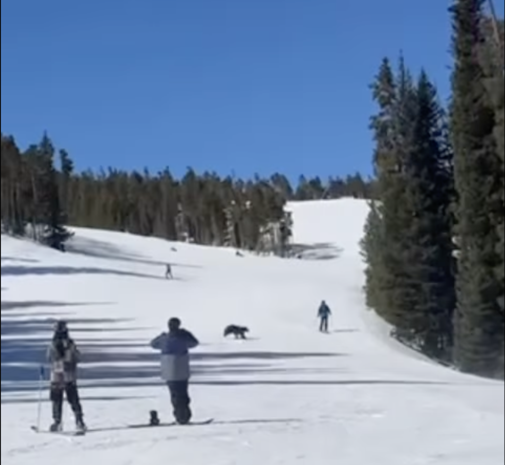 Видео: лыжник из Колорадо описывает тесную встречу с медведем в Keystone Resort в день закрытия
