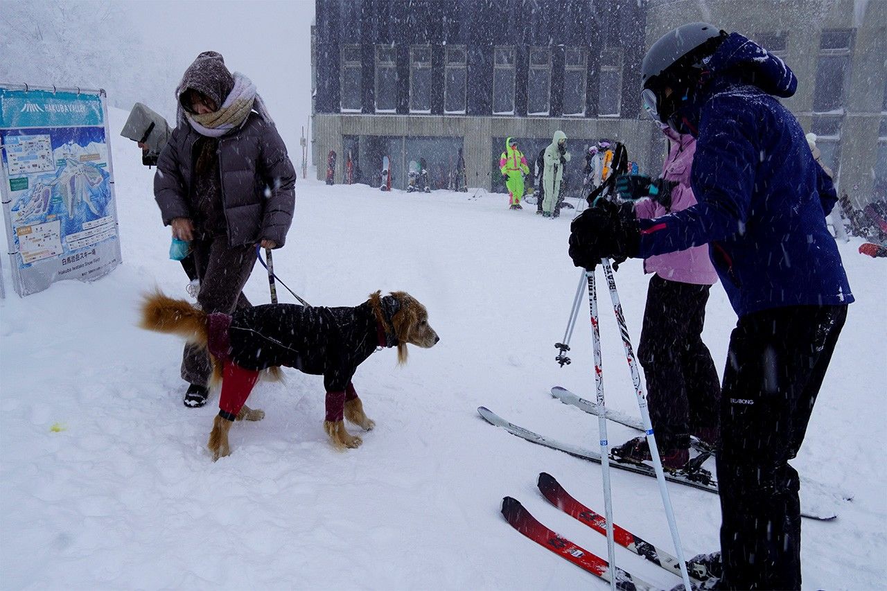 Гость курорта Iwatake Mountain Resort выгуливает собаку на вершине горнолыжного склона (© Nakahara Mieko)