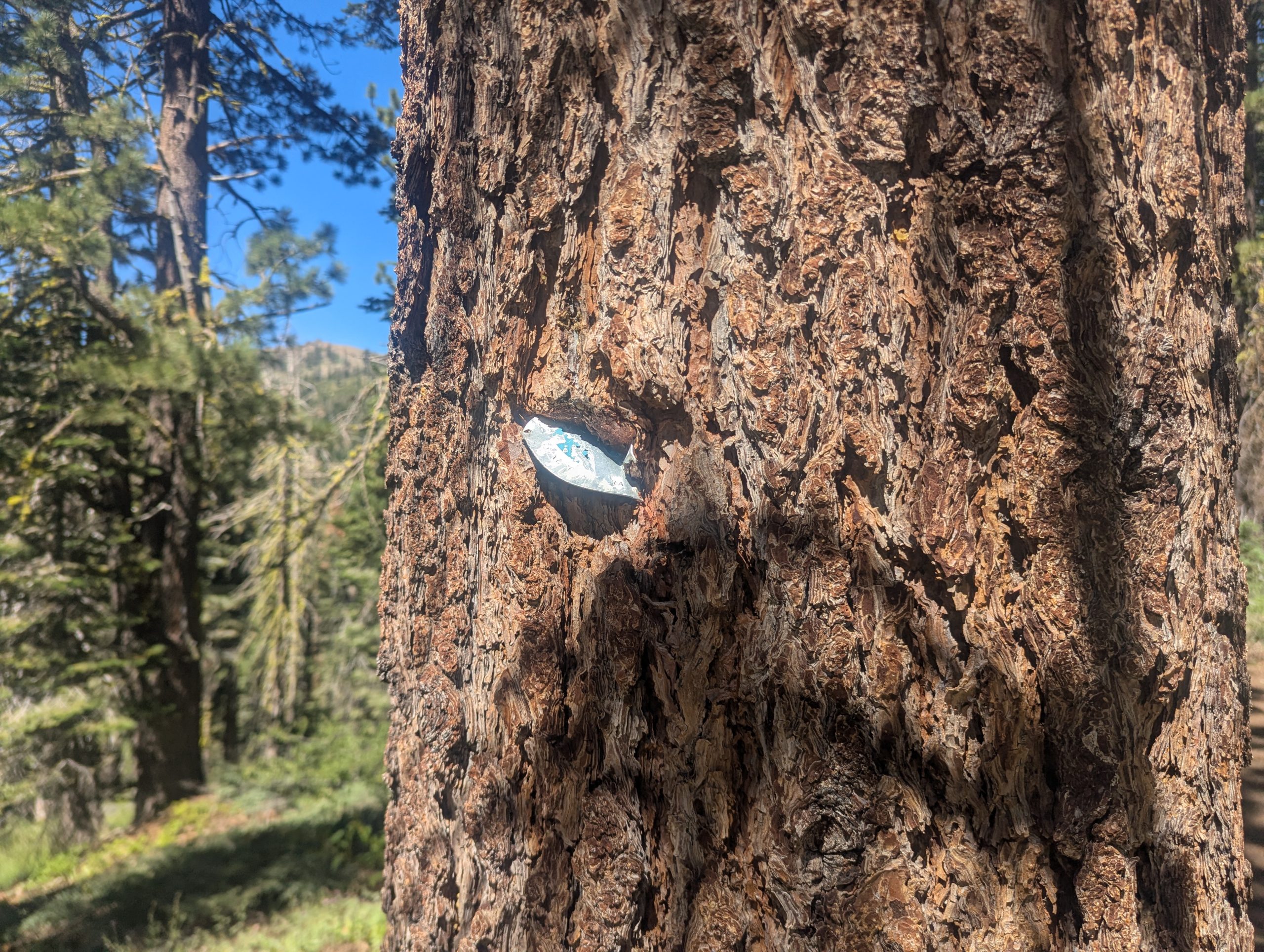 День 86 Donner Pass - The Trek