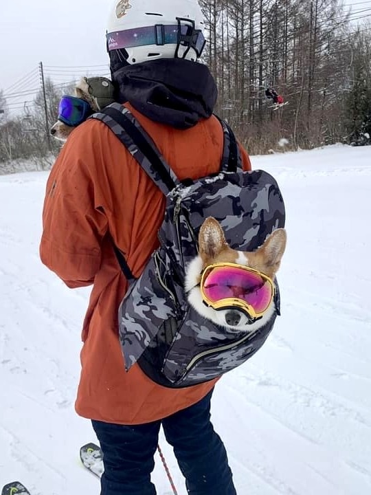 Собака в рюкзаке на лыжниках.
