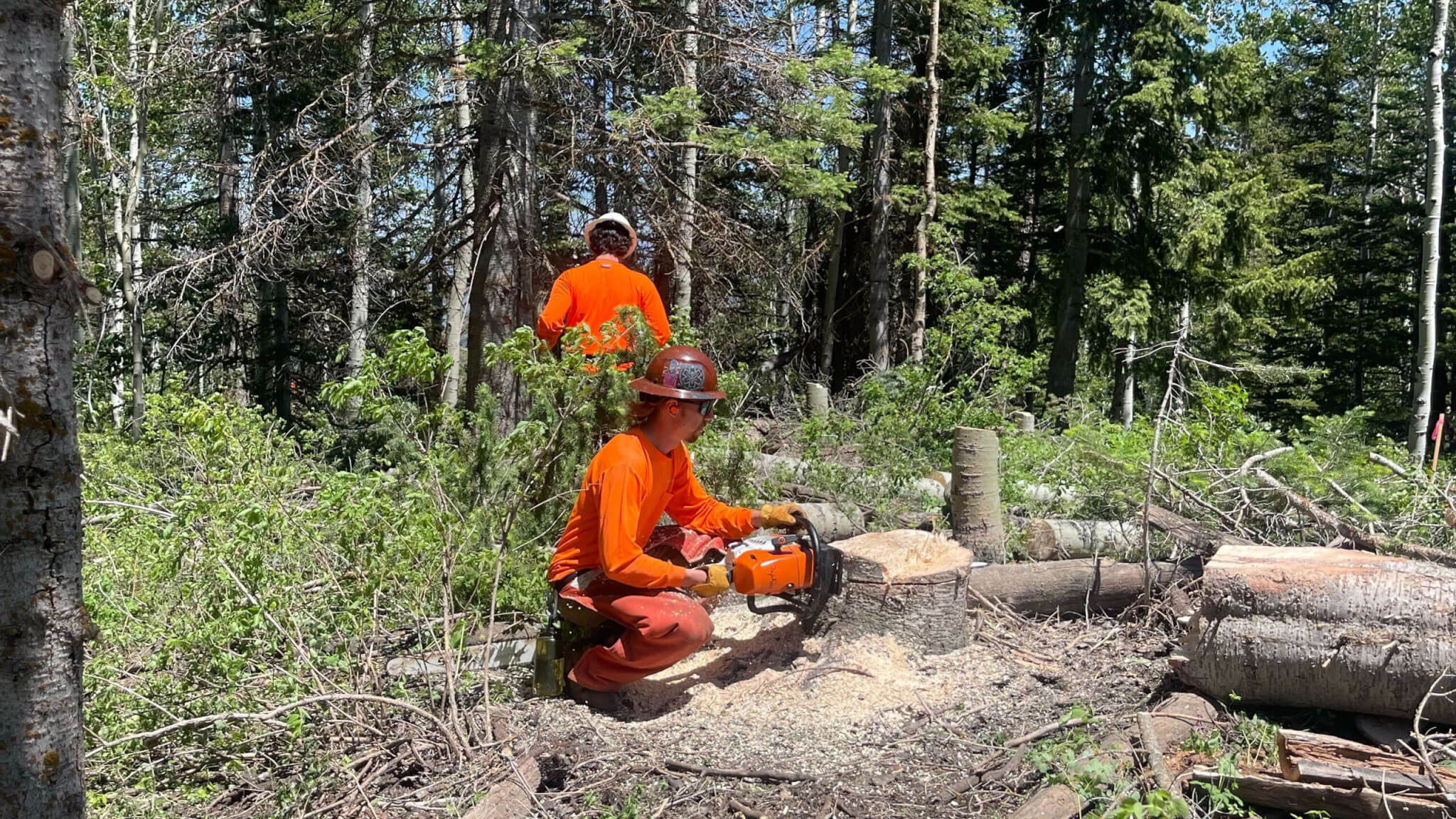 Член экипажа Trail's Trail's Trail's Park Mountain использует бензопилу, чтобы срезать пню, вытягивая деревья на горе.