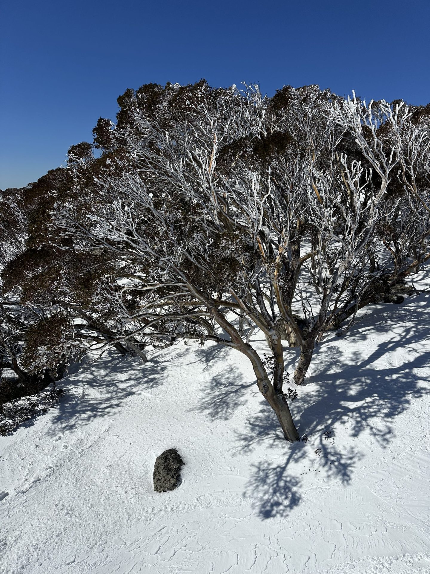 Perisher Resort, Австралия, отчет: Идеальные зимние условия после шторма