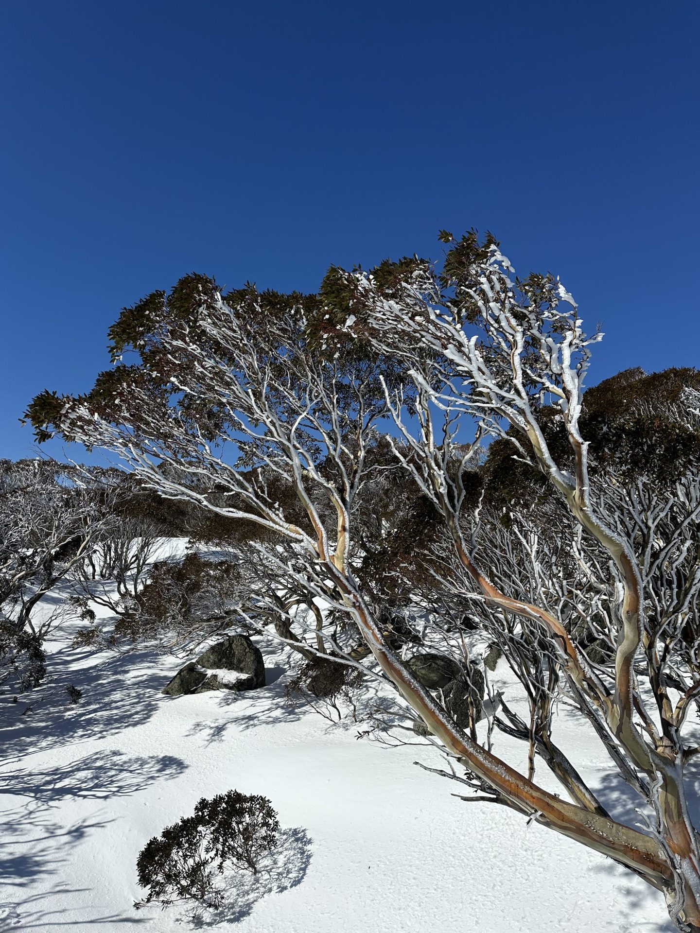 Perisher Resort, Австралия, отчет: Идеальные зимние условия после шторма