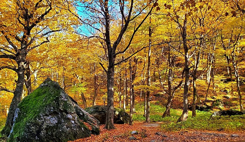 Красивые осенние цвета Нотча Контрабандистов, Вермонт.