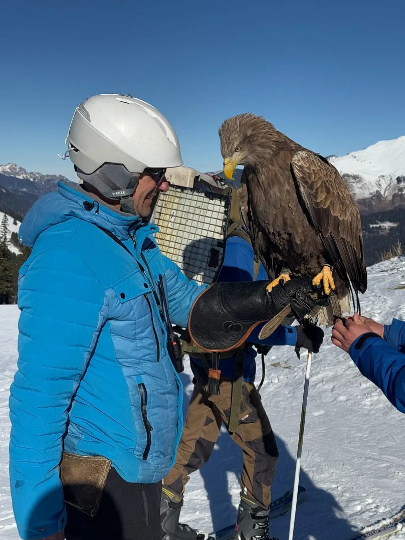 Орла можно увидеть летящим вниз по склонам рядом с основателем Les Aigles du Léman Жаком-Оливером Трэверсом.