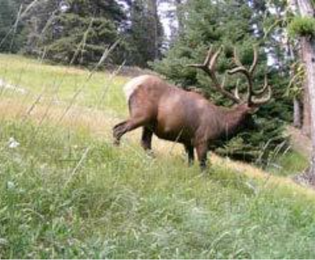 Время истекает, чтобы прокомментировать планы развития горнолыжного курорта в Колокуме -