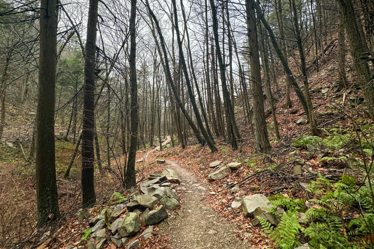Извилистая грунтовая тропа, окруженная голыми деревьями и скалистыми выступами в лесной зоне. Земля покрыта опавшими листьями, а вдоль тропы разбросаны папоротники, что указывает на раннюю весну или позднюю осень. Атмосфера кажется безмятежной и слегка пасмурной.