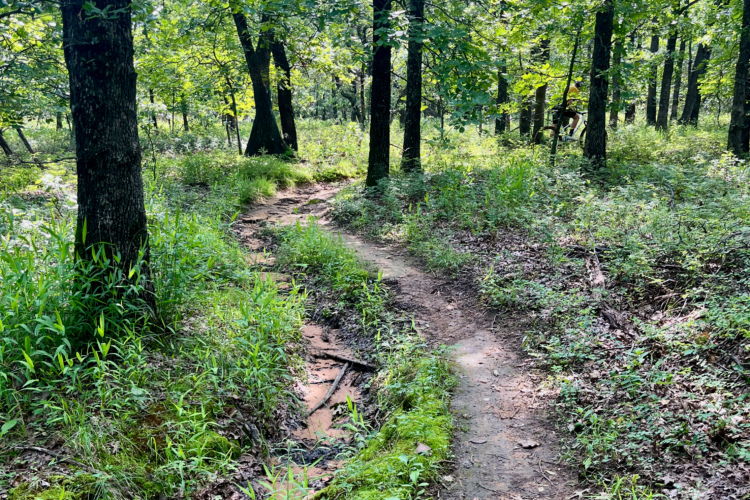 Извилистая тропа через пышный зеленый лес, окруженный высокими деревьями и густым подлеском. Солнечный свет просачивается сквозь листву, отбрасывая пятнистые тени на тропу, ведущую вглубь леса.