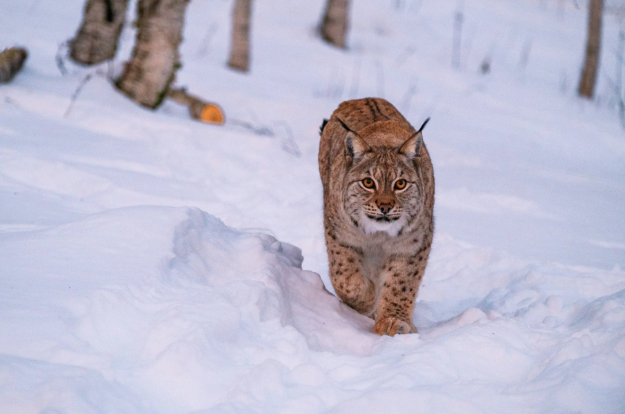 Reistadløpet and Grand Finale Summit 2 Senja Mark the Grand Finale of Ski Classics Season XVII