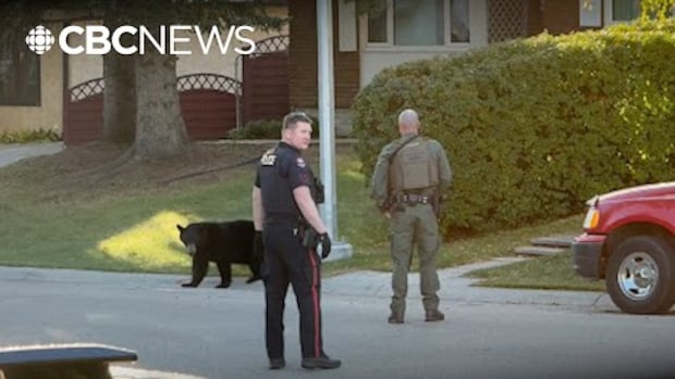 Медведя выгнали из берлоги на популярном горнолыжном курорте Банф «чтобы обеспечить общественную безопасность»