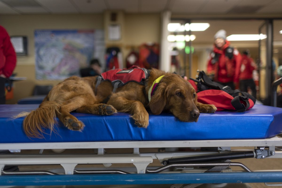 собака с коричневой шерстью лежит на синей кровати