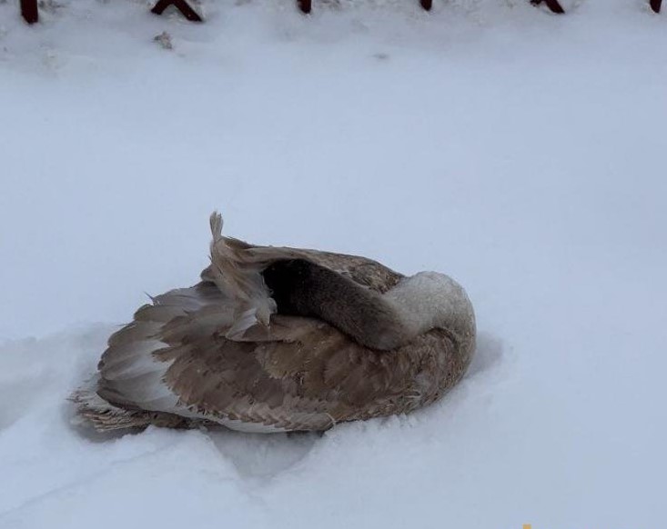 В Слониме неравнодушные жители спасли замерзающего лебедя