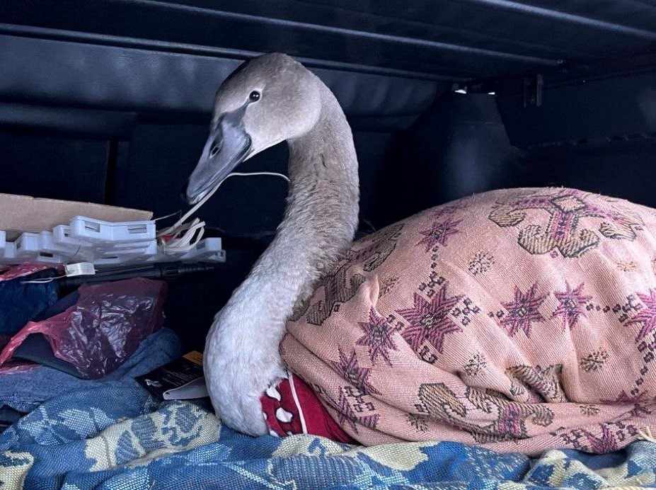 В Слониме неравнодушные жители спасли замерзающего лебедя